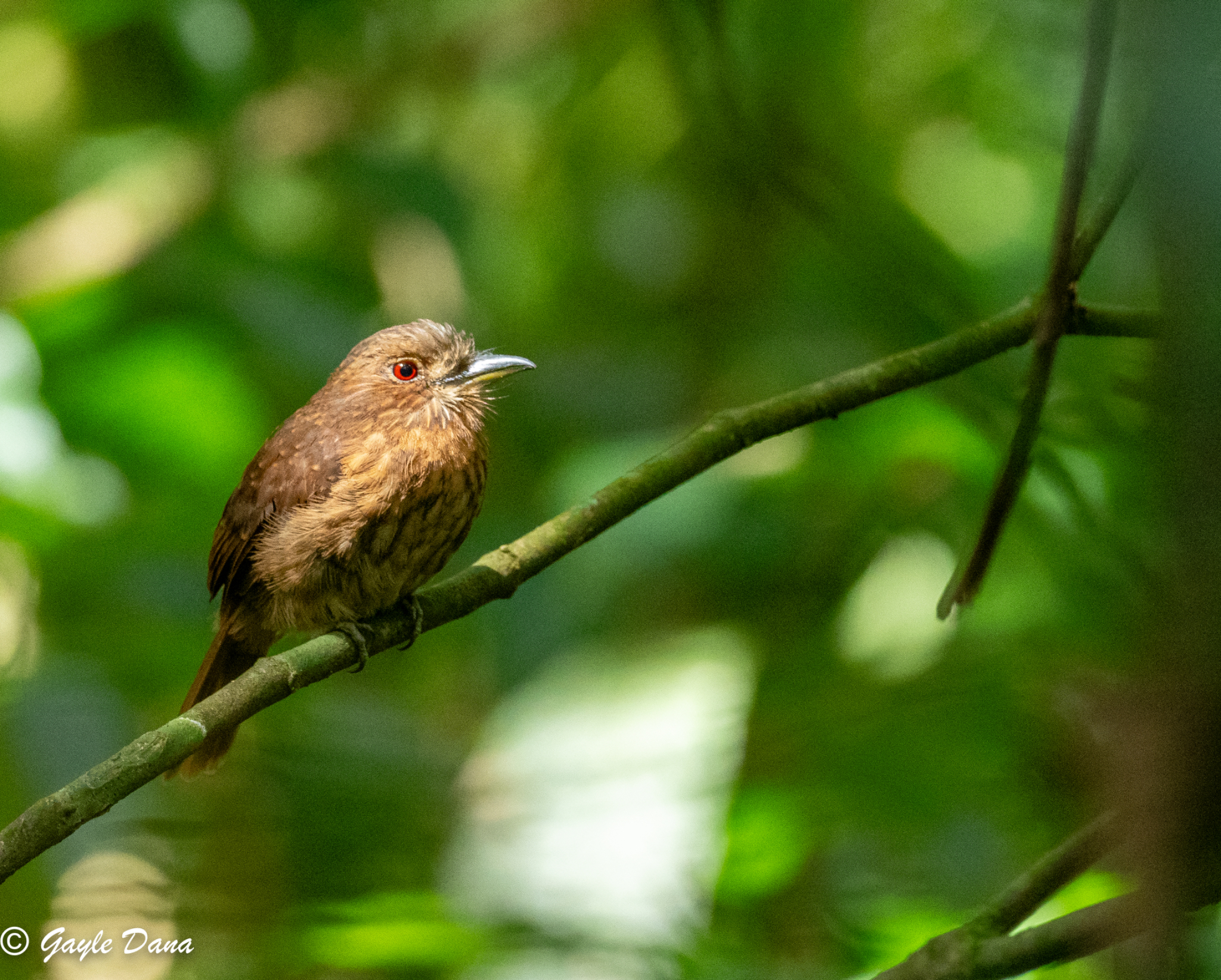 White whiskered Puffbird